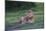 Africa. Tanzania. Male African Lion at Ndutu, Serengeti National Park.-Ralph H. Bendjebar-Mounted Photographic Print