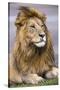 Africa. Tanzania. Male African Lion at Ndutu, Serengeti National Park.-Ralph H. Bendjebar-Stretched Canvas