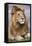 Africa. Tanzania. Male African Lion at Ndutu, Serengeti National Park.-Ralph H. Bendjebar-Framed Stretched Canvas