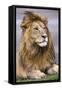 Africa. Tanzania. Male African Lion at Ndutu, Serengeti National Park.-Ralph H. Bendjebar-Framed Stretched Canvas