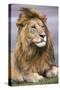 Africa. Tanzania. Male African Lion at Ndutu, Serengeti National Park.-Ralph H. Bendjebar-Stretched Canvas