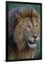 Africa. Tanzania. Male African Lion at Ndutu, Serengeti National Park.-Ralph H. Bendjebar-Framed Photographic Print