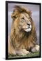 Africa. Tanzania. Male African Lion at Ndutu, Serengeti National Park.-Ralph H. Bendjebar-Framed Photographic Print