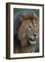 Africa. Tanzania. Male African Lion at Ndutu, Serengeti National Park.-Ralph H. Bendjebar-Framed Photographic Print