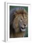 Africa. Tanzania. Male African Lion at Ndutu, Serengeti National Park.-Ralph H. Bendjebar-Framed Photographic Print