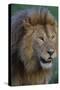 Africa. Tanzania. Male African Lion at Ndutu, Serengeti National Park.-Ralph H. Bendjebar-Stretched Canvas