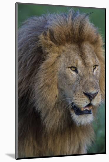 Africa. Tanzania. Male African Lion at Ndutu, Serengeti National Park.-Ralph H. Bendjebar-Mounted Photographic Print