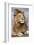 Africa. Tanzania. Male African Lion at Ndutu, Serengeti National Park.-Ralph H. Bendjebar-Framed Photographic Print