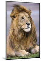 Africa. Tanzania. Male African Lion at Ndutu, Serengeti National Park.-Ralph H. Bendjebar-Mounted Photographic Print