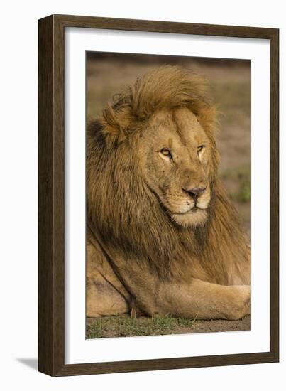 Africa. Tanzania. Male African Lion at Ndutu, Serengeti National Park.-Ralph H^ Bendjebar-Framed Photographic Print