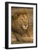 Africa. Tanzania. Male African Lion at Ndutu, Serengeti National Park.-Ralph H^ Bendjebar-Framed Photographic Print