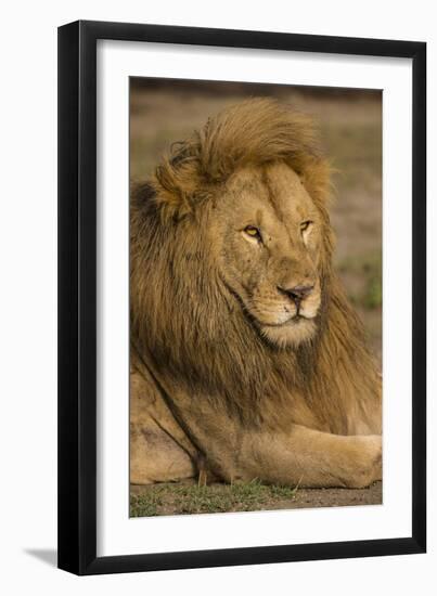 Africa. Tanzania. Male African Lion at Ndutu, Serengeti National Park.-Ralph H^ Bendjebar-Framed Photographic Print