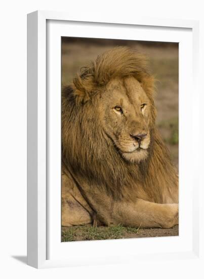 Africa. Tanzania. Male African Lion at Ndutu, Serengeti National Park.-Ralph H^ Bendjebar-Framed Photographic Print