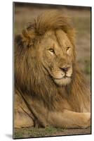 Africa. Tanzania. Male African Lion at Ndutu, Serengeti National Park.-Ralph H^ Bendjebar-Mounted Photographic Print