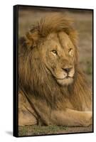 Africa. Tanzania. Male African Lion at Ndutu, Serengeti National Park.-Ralph H^ Bendjebar-Framed Stretched Canvas