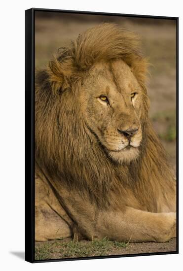 Africa. Tanzania. Male African Lion at Ndutu, Serengeti National Park.-Ralph H^ Bendjebar-Framed Stretched Canvas