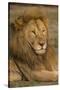 Africa. Tanzania. Male African Lion at Ndutu, Serengeti National Park.-Ralph H^ Bendjebar-Stretched Canvas