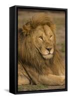 Africa. Tanzania. Male African Lion at Ndutu, Serengeti National Park.-Ralph H^ Bendjebar-Framed Stretched Canvas