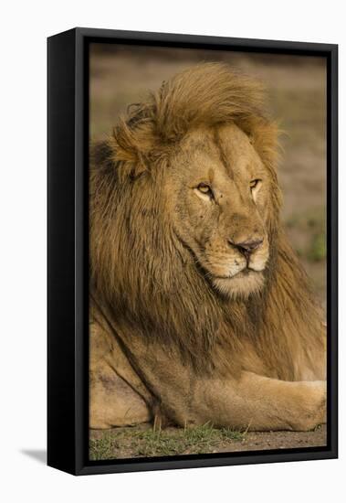 Africa. Tanzania. Male African Lion at Ndutu, Serengeti National Park.-Ralph H^ Bendjebar-Framed Stretched Canvas