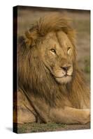 Africa. Tanzania. Male African Lion at Ndutu, Serengeti National Park.-Ralph H^ Bendjebar-Stretched Canvas