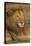 Africa. Tanzania. Male African Lion at Ndutu, Serengeti National Park.-Ralph H^ Bendjebar-Stretched Canvas