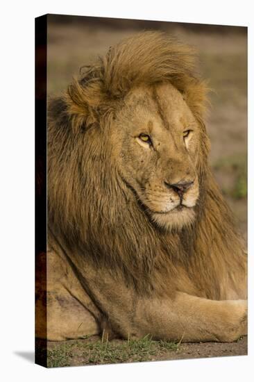 Africa. Tanzania. Male African Lion at Ndutu, Serengeti National Park.-Ralph H^ Bendjebar-Stretched Canvas