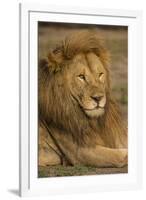 Africa. Tanzania. Male African Lion at Ndutu, Serengeti National Park.-Ralph H^ Bendjebar-Framed Premium Photographic Print