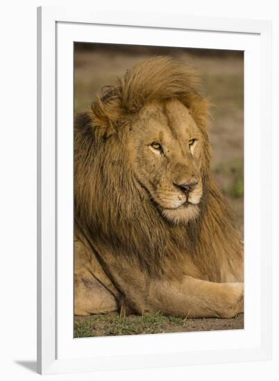 Africa. Tanzania. Male African Lion at Ndutu, Serengeti National Park.-Ralph H^ Bendjebar-Framed Premium Photographic Print