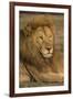 Africa. Tanzania. Male African Lion at Ndutu, Serengeti National Park.-Ralph H^ Bendjebar-Framed Premium Photographic Print