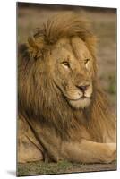 Africa. Tanzania. Male African Lion at Ndutu, Serengeti National Park.-Ralph H^ Bendjebar-Mounted Premium Photographic Print