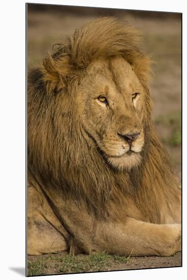 Africa. Tanzania. Male African Lion at Ndutu, Serengeti National Park.-Ralph H^ Bendjebar-Mounted Premium Photographic Print