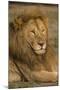 Africa. Tanzania. Male African Lion at Ndutu, Serengeti National Park.-Ralph H^ Bendjebar-Mounted Premium Photographic Print