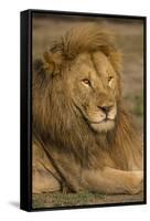 Africa. Tanzania. Male African Lion at Ndutu, Serengeti National Park.-Ralph H^ Bendjebar-Framed Stretched Canvas