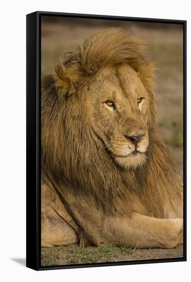 Africa. Tanzania. Male African Lion at Ndutu, Serengeti National Park.-Ralph H^ Bendjebar-Framed Stretched Canvas