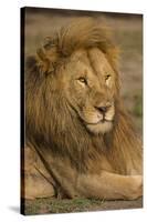 Africa. Tanzania. Male African Lion at Ndutu, Serengeti National Park.-Ralph H^ Bendjebar-Stretched Canvas