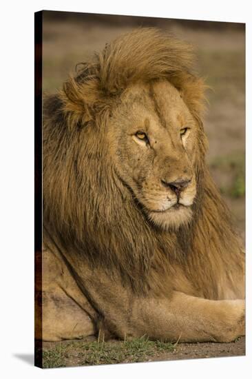 Africa. Tanzania. Male African Lion at Ndutu, Serengeti National Park.-Ralph H^ Bendjebar-Stretched Canvas