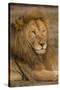 Africa. Tanzania. Male African Lion at Ndutu, Serengeti National Park.-Ralph H^ Bendjebar-Stretched Canvas