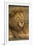 Africa. Tanzania. Male African Lion at Ndutu, Serengeti National Park.-Ralph H^ Bendjebar-Framed Photographic Print