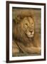 Africa. Tanzania. Male African Lion at Ndutu, Serengeti National Park.-Ralph H^ Bendjebar-Framed Photographic Print