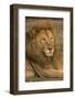 Africa. Tanzania. Male African Lion at Ndutu, Serengeti National Park.-Ralph H^ Bendjebar-Framed Photographic Print