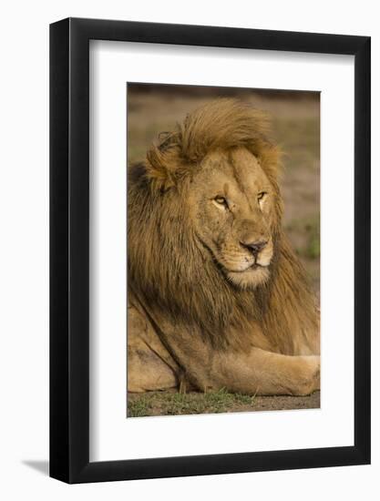 Africa. Tanzania. Male African Lion at Ndutu, Serengeti National Park.-Ralph H^ Bendjebar-Framed Photographic Print