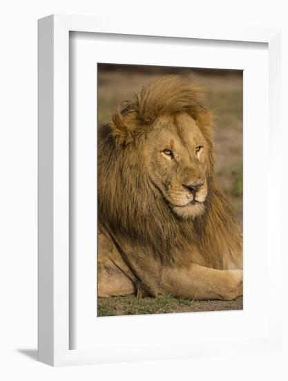 Africa. Tanzania. Male African Lion at Ndutu, Serengeti National Park.-Ralph H^ Bendjebar-Framed Photographic Print