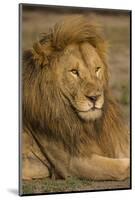 Africa. Tanzania. Male African Lion at Ndutu, Serengeti National Park.-Ralph H^ Bendjebar-Mounted Photographic Print