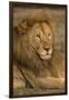 Africa. Tanzania. Male African Lion at Ndutu, Serengeti National Park.-Ralph H^ Bendjebar-Framed Photographic Print