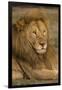 Africa. Tanzania. Male African Lion at Ndutu, Serengeti National Park.-Ralph H^ Bendjebar-Framed Photographic Print