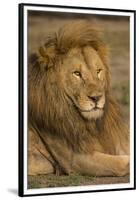 Africa. Tanzania. Male African Lion at Ndutu, Serengeti National Park.-Ralph H^ Bendjebar-Framed Premium Photographic Print