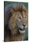 Africa. Tanzania. Male African Lion at Ndutu, Serengeti National Park.-Ralph H. Bendjebar-Stretched Canvas