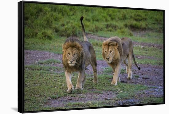 Africa. Tanzania. Male African lions at Ndutu, Serengeti National Park.-Ralph H. Bendjebar-Framed Stretched Canvas