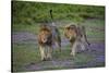 Africa. Tanzania. Male African lions at Ndutu, Serengeti National Park.-Ralph H. Bendjebar-Stretched Canvas