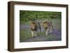 Africa. Tanzania. Male African lions at Ndutu, Serengeti National Park.-Ralph H. Bendjebar-Framed Photographic Print